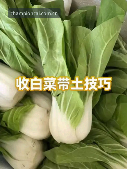 揭秘冠军白菜官方地址使用技巧：资深玩家不告诉你的高效通道